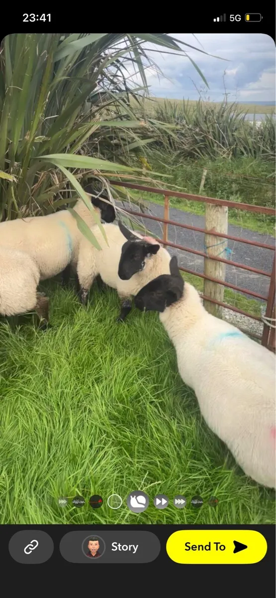 💥Suffolk mule ewe lambs💥 - Image 4
