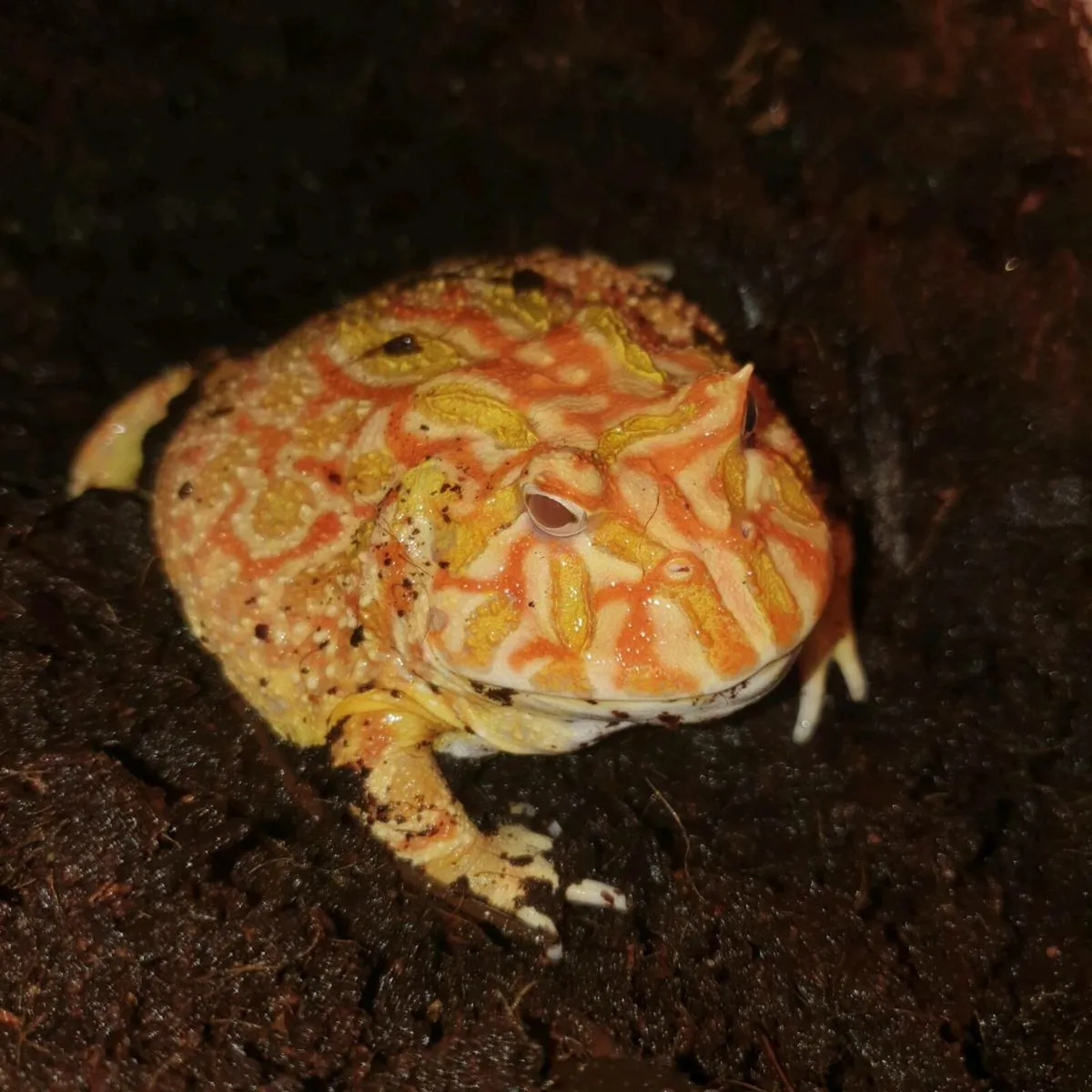 Jacksons chameleon and full set up. Pacman frog - Image 2
