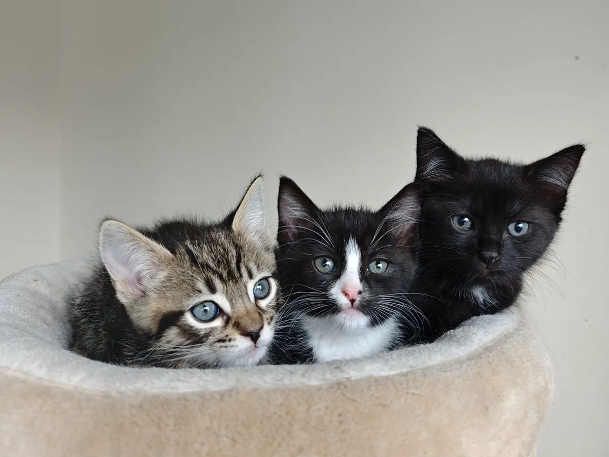 Half Ragdoll kittens - Image 1