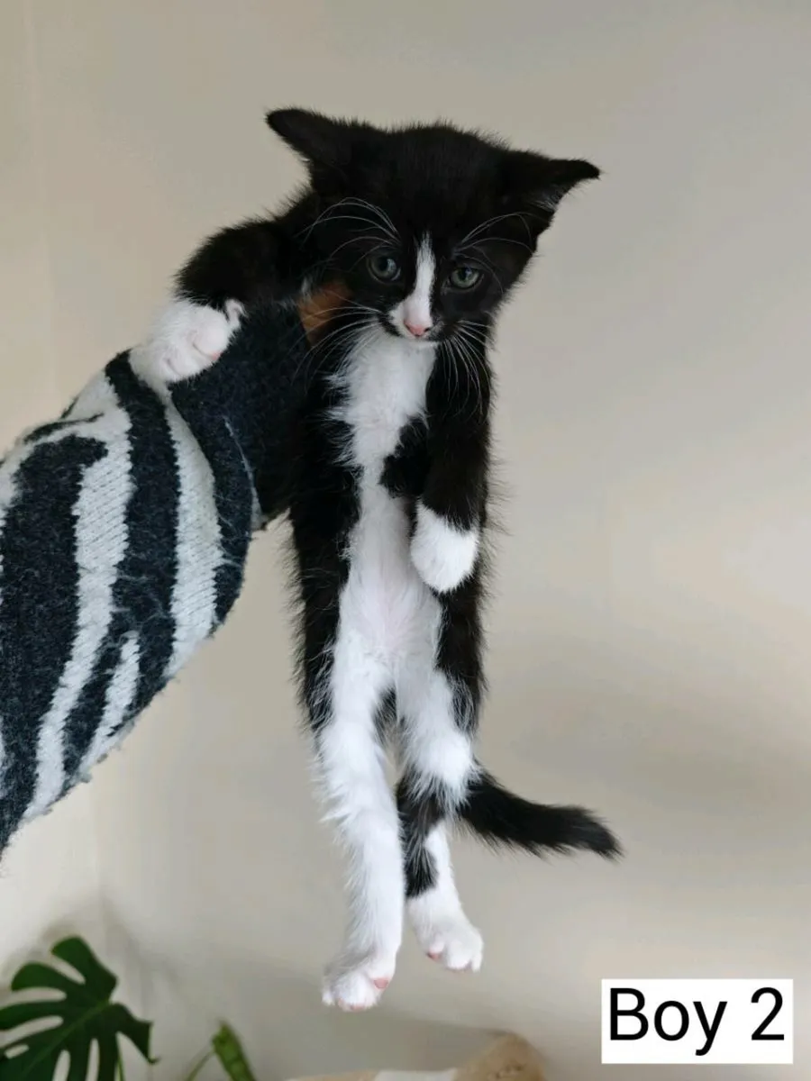 Half Ragdoll kittens - Image 4