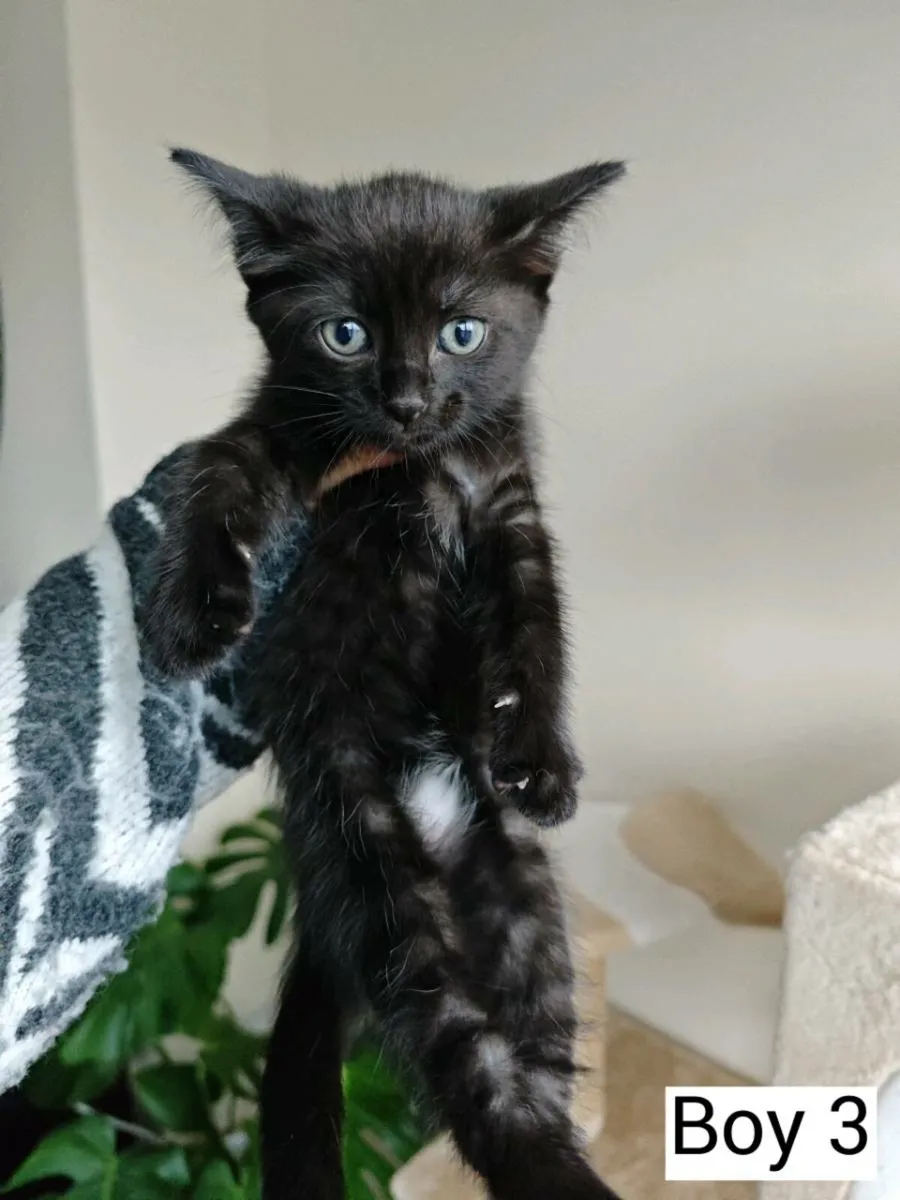 Half Ragdoll kittens - Image 4