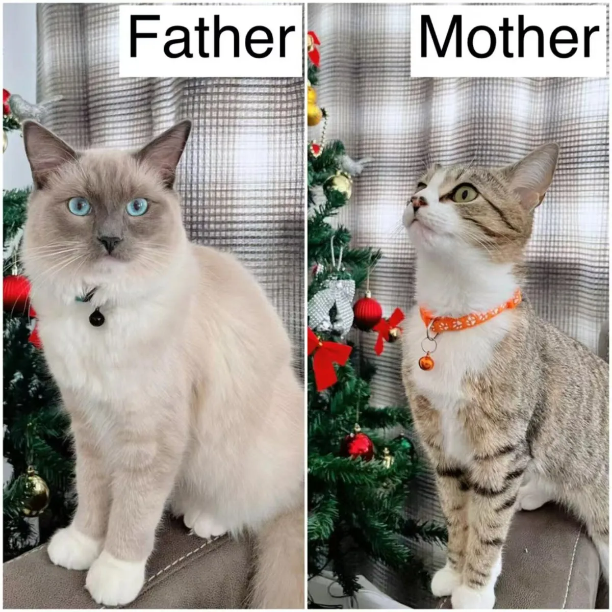 Half Ragdoll kittens - last boy - Image 3