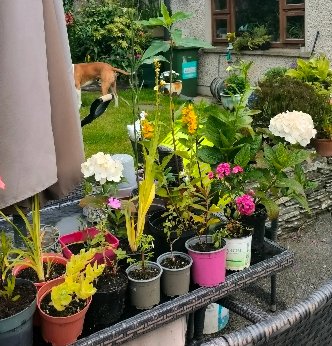 Outdoor plants for sale. - Image 3