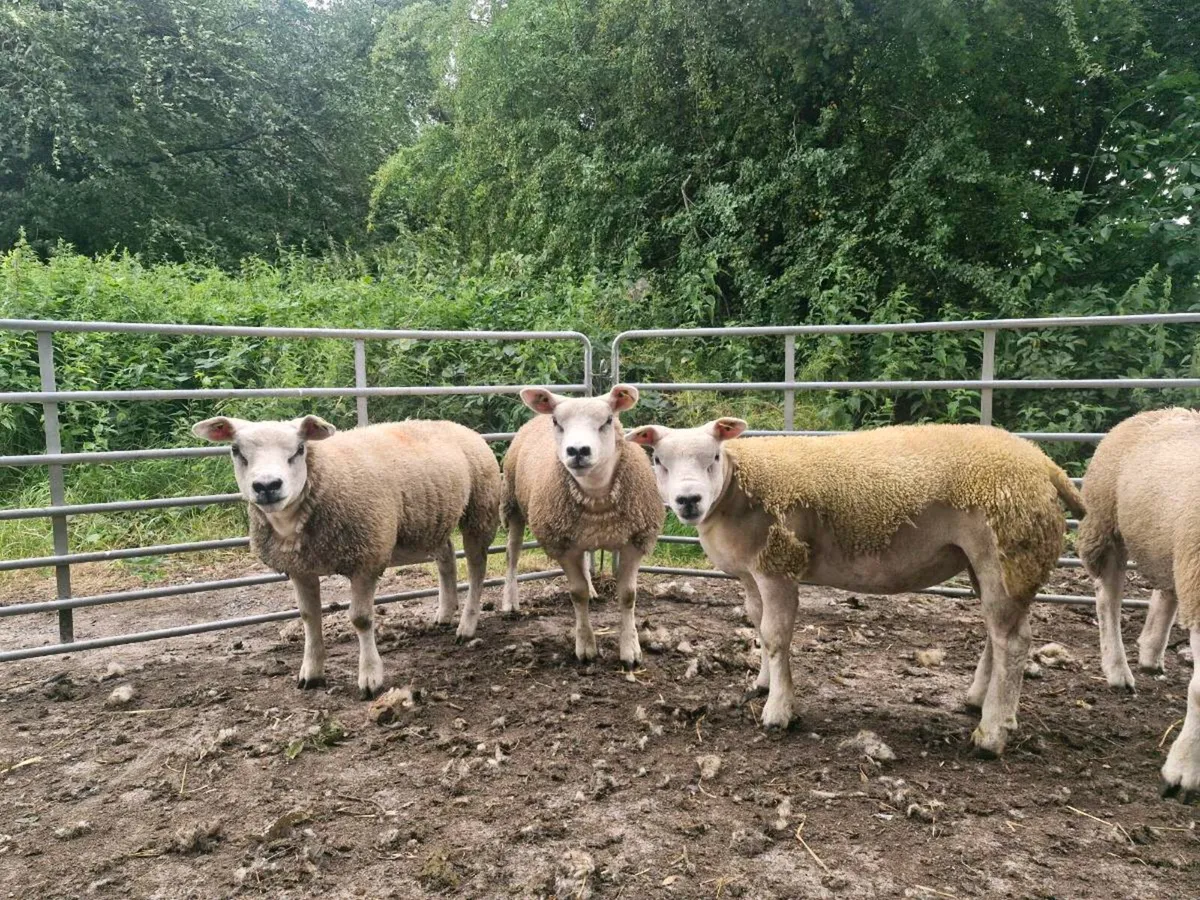 Pure bred pedigree ewe lambs and 1 rouge ewe lamb - Image 1