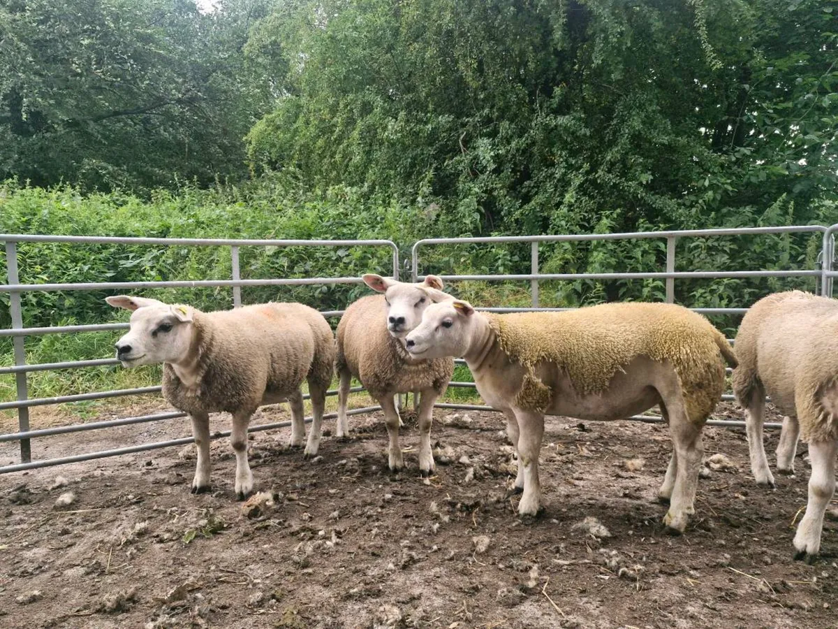 Pure bred pedigree ewe lambs and 1 rouge ewe lamb - Image 2