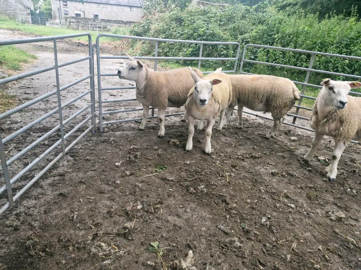 Pure bred pedigree ewe lambs and 1 rouge ewe lamb - Image 3