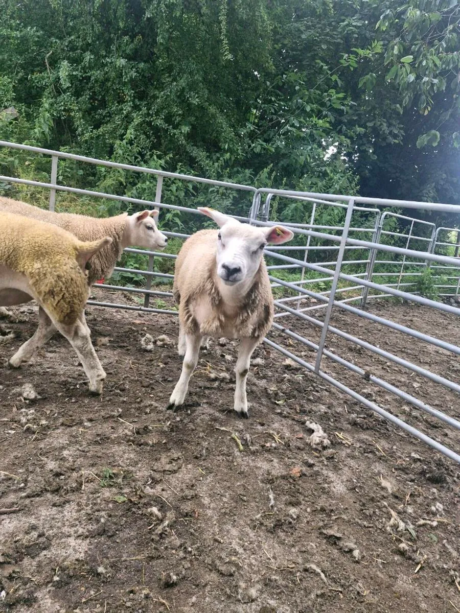 Pure bred pedigree ewe lambs and 1 rouge ewe lamb - Image 4