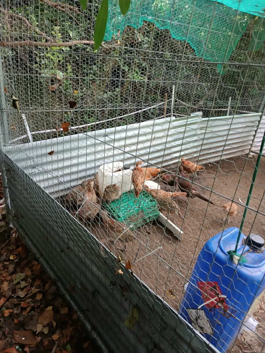 Pheasant poults - Image 1
