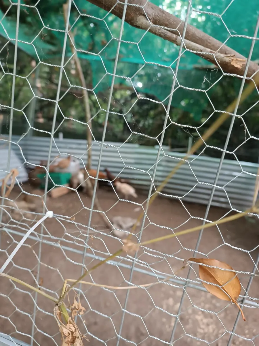 Pheasant poults - Image 2