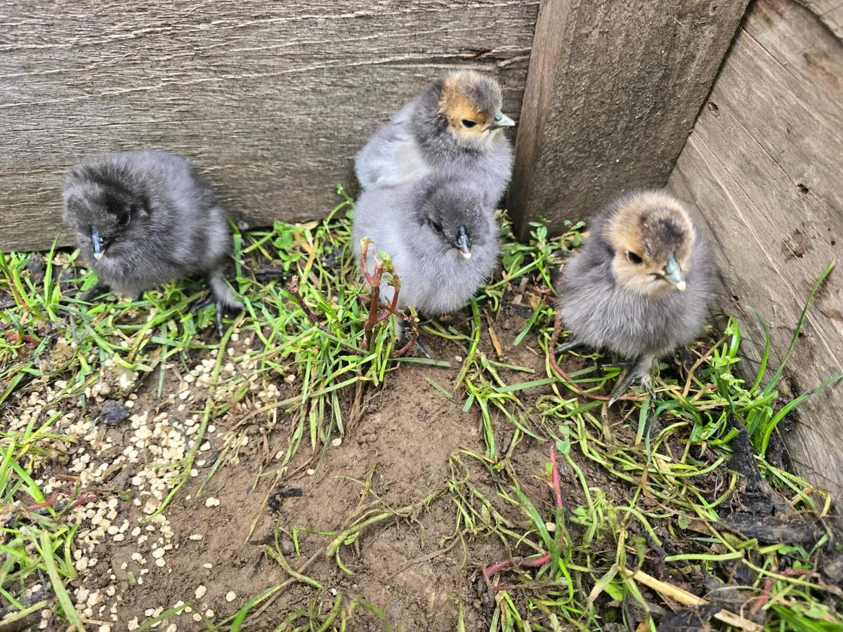 Silkie Hatching Eggs & Chicks - Image 1