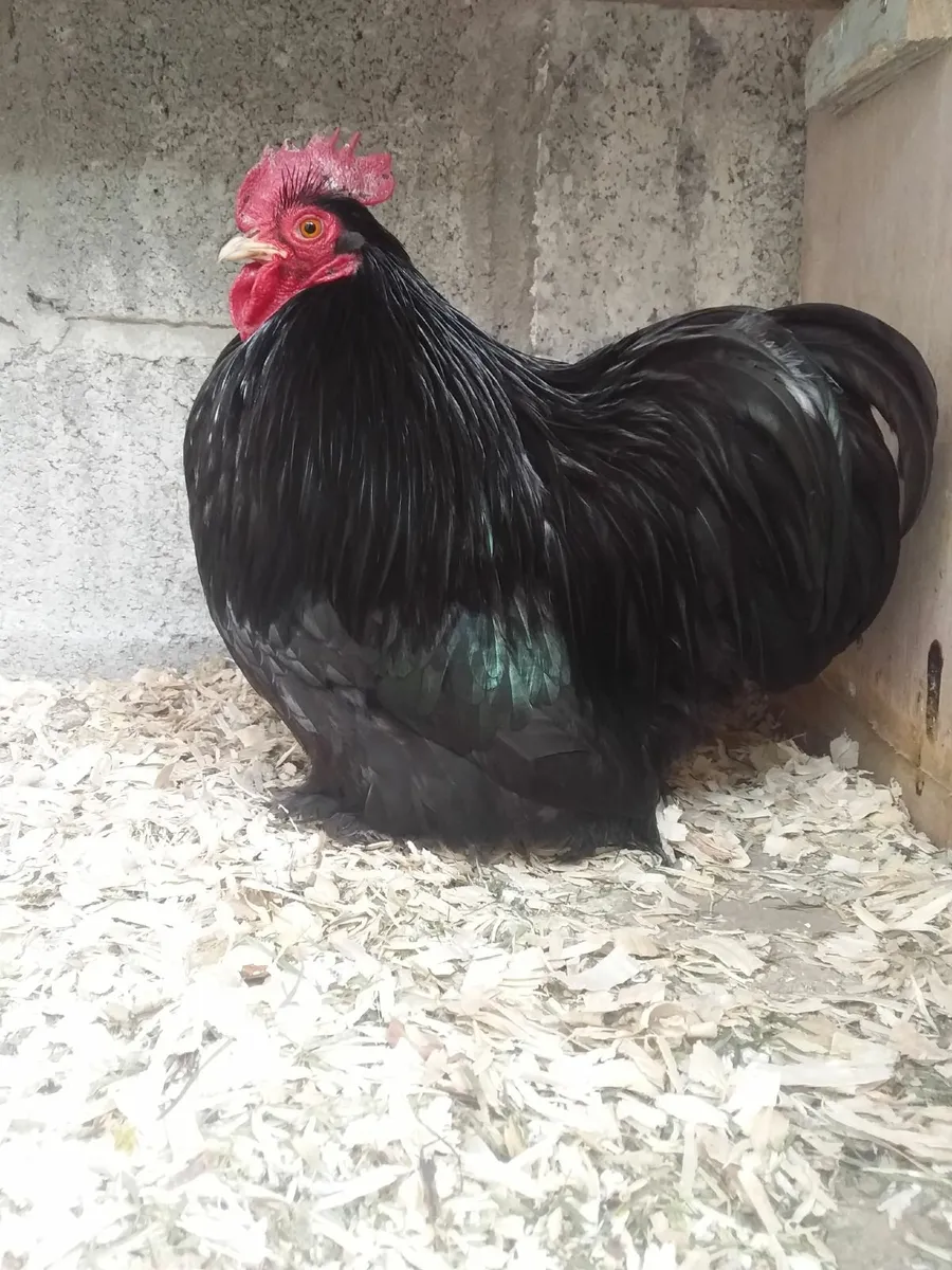 Buff Orpington and  PBblack pekin - Image 1