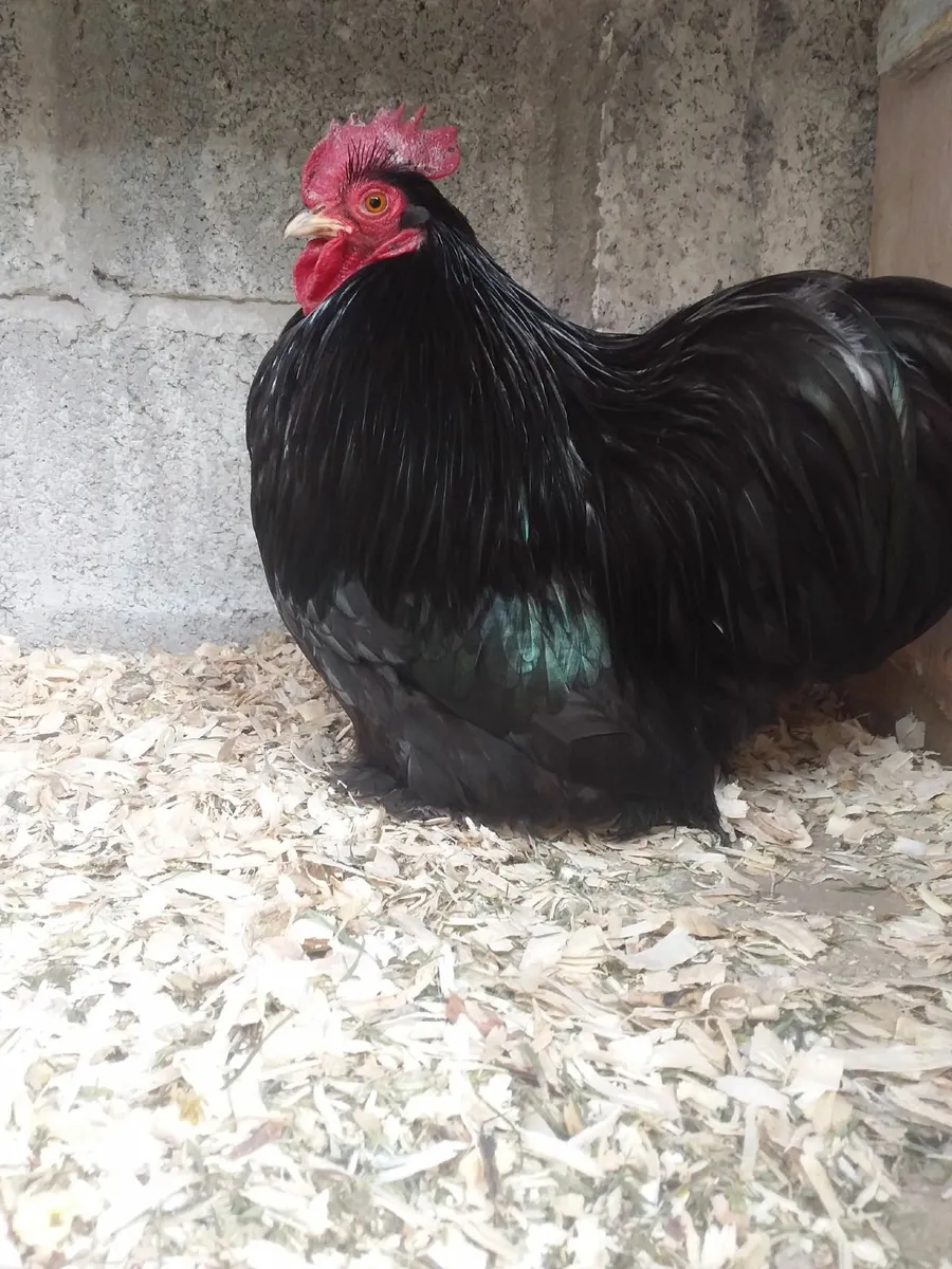 Buff Orpington and  PBblack pekin - Image 2