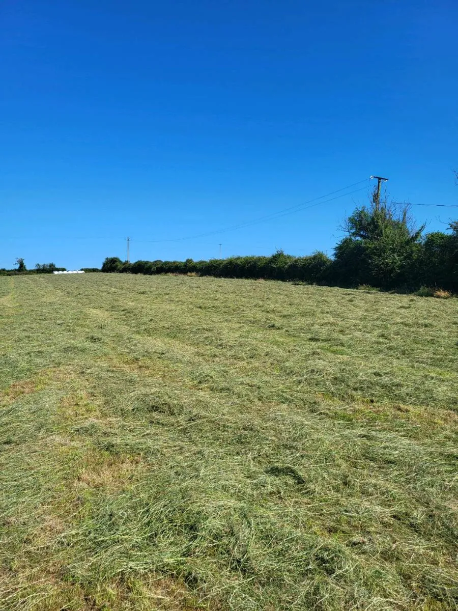 Small haylage bales - Image 1