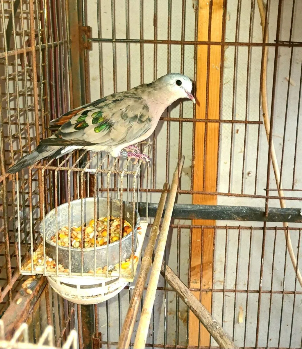 Common ground dove - Image 3