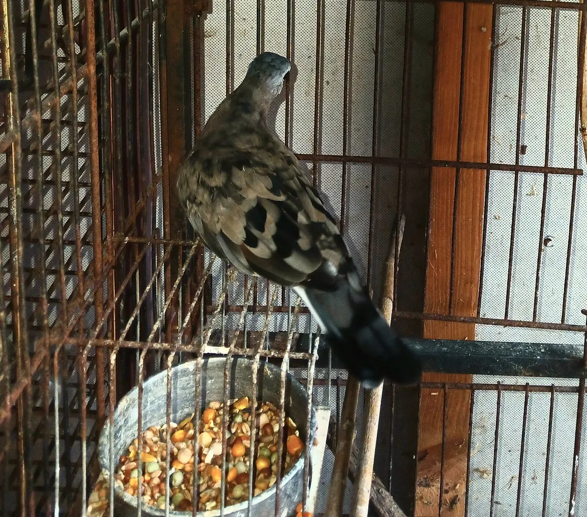 Common ground dove - Image 4