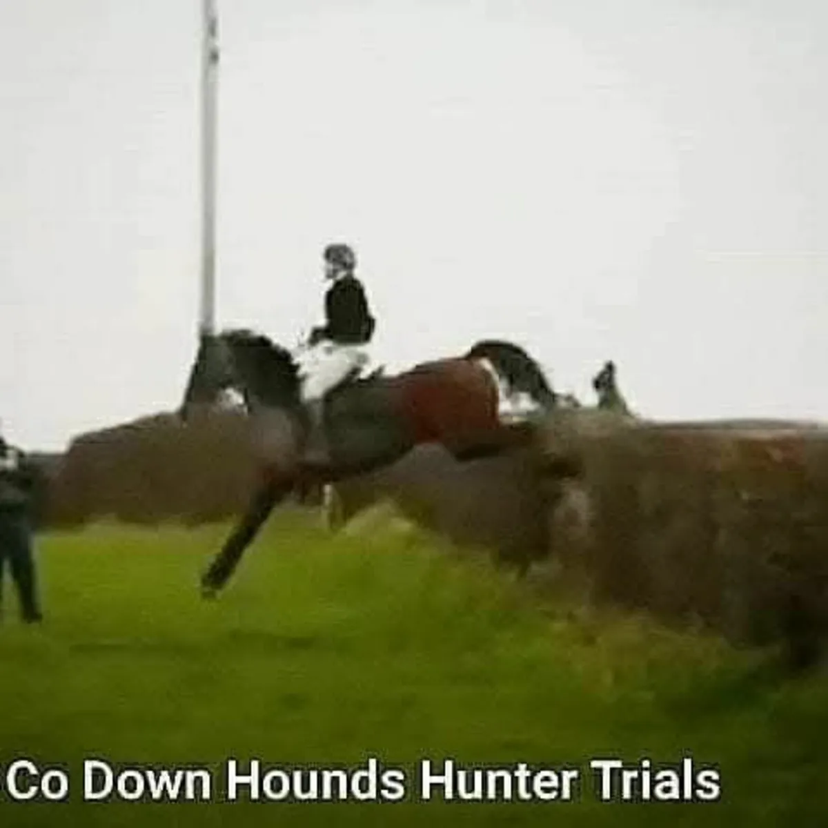 Great all rounder Thoroughbred horse 8 year old - Image 2