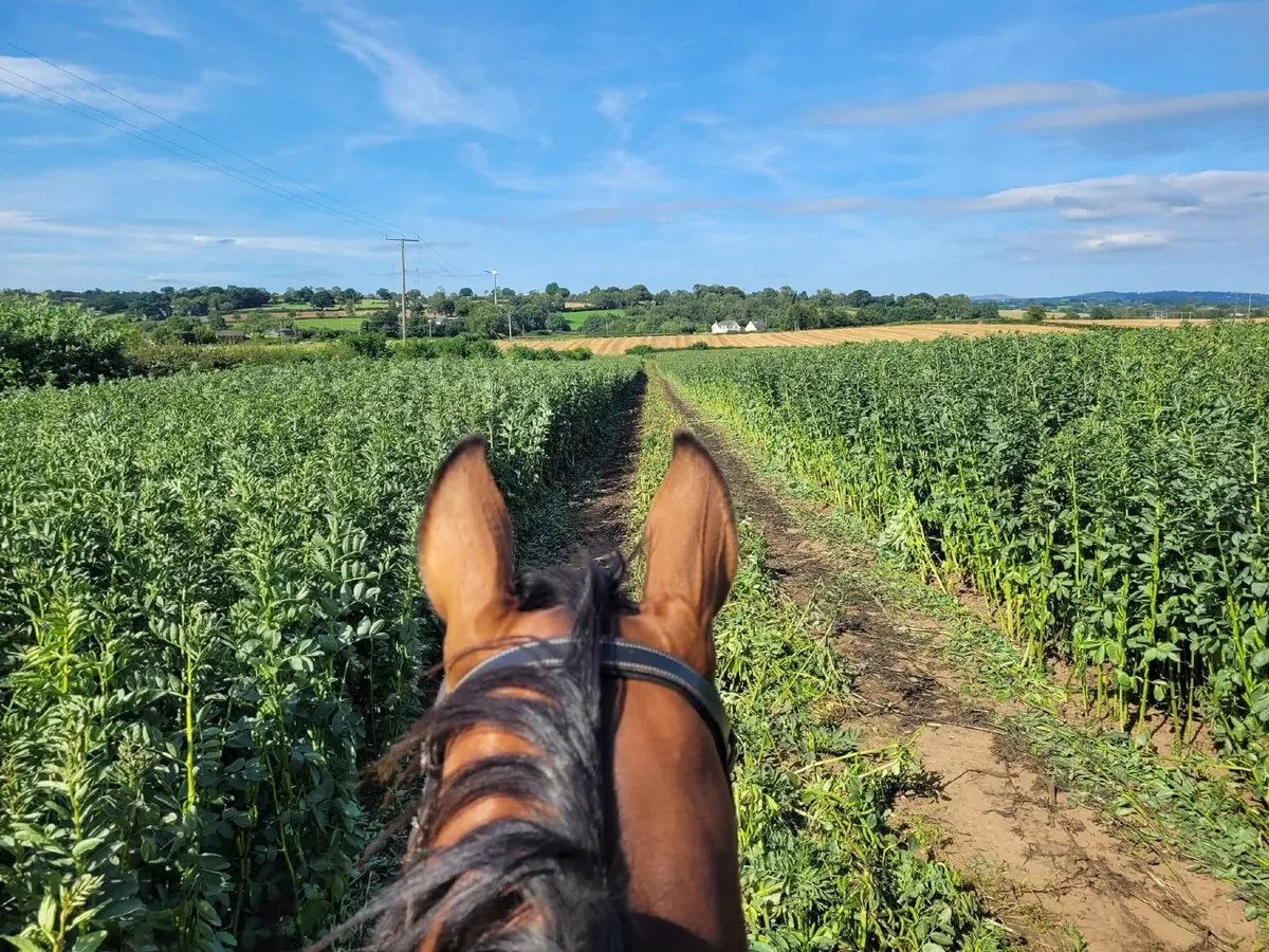 Great all rounder Thoroughbred horse 8 year old - Image 4