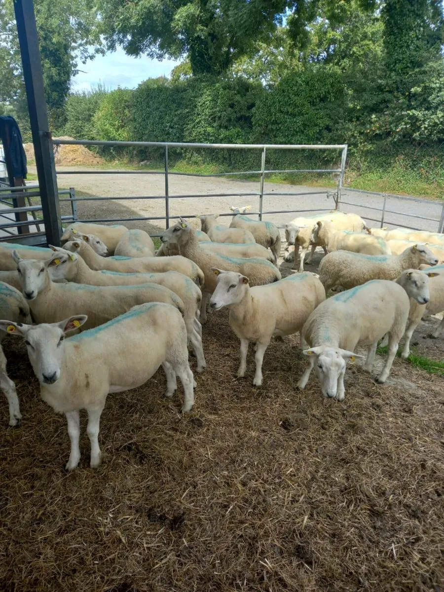 Hogget Ewes - Image 1