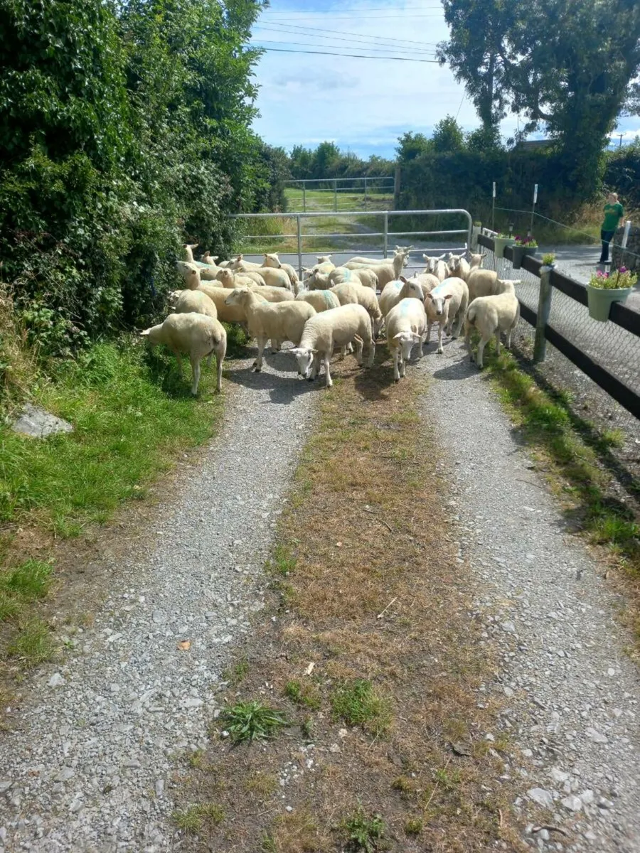 Hogget Ewes - Image 2