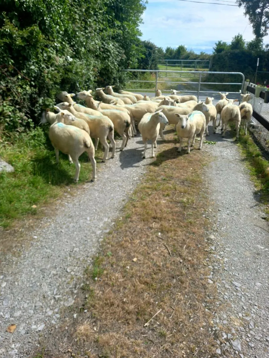 Hogget Ewes - Image 3