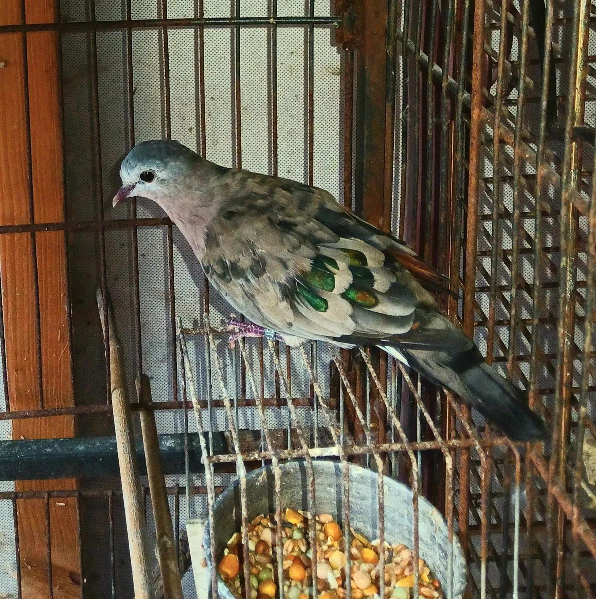 Common ground dove - Image 2