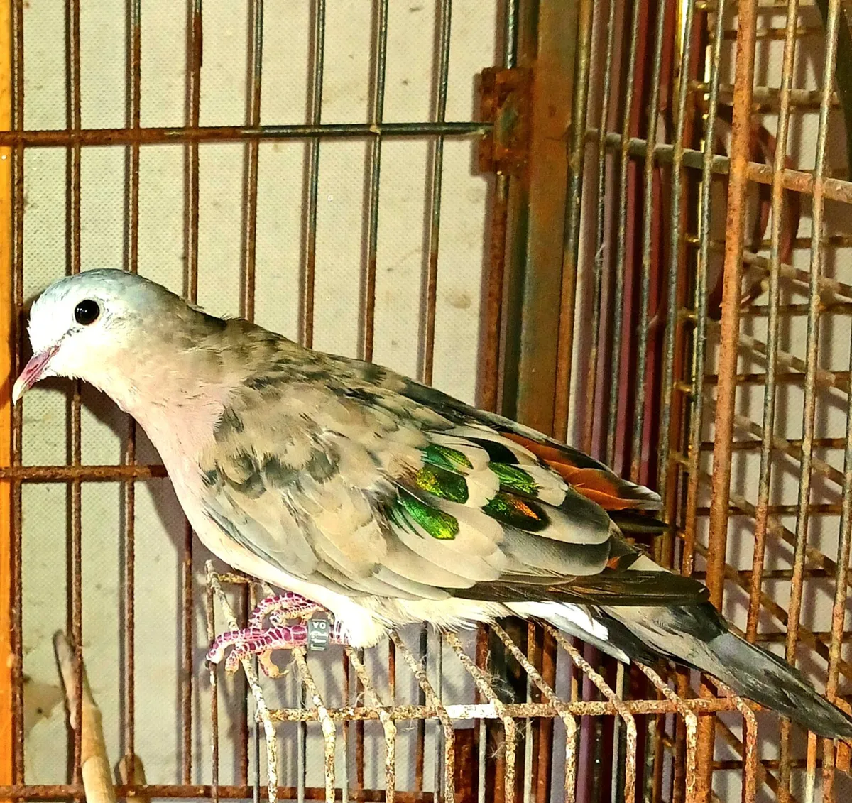 Common ground dove - Image 1