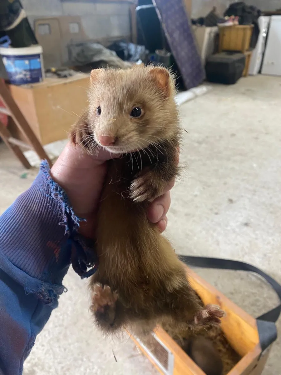 Ferret - Image 1