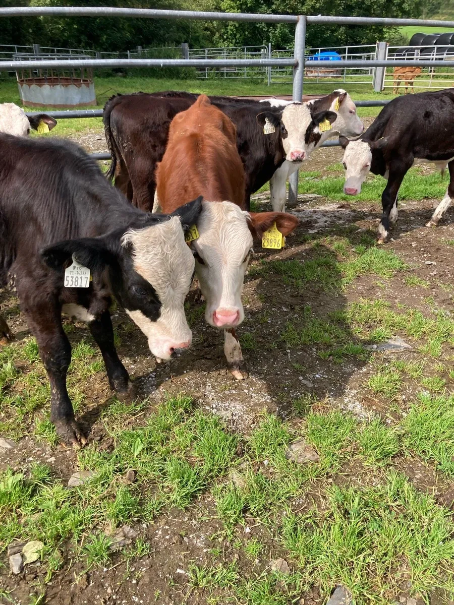 SUPER QUALITY HEX BULL WEANLINGS - Image 2