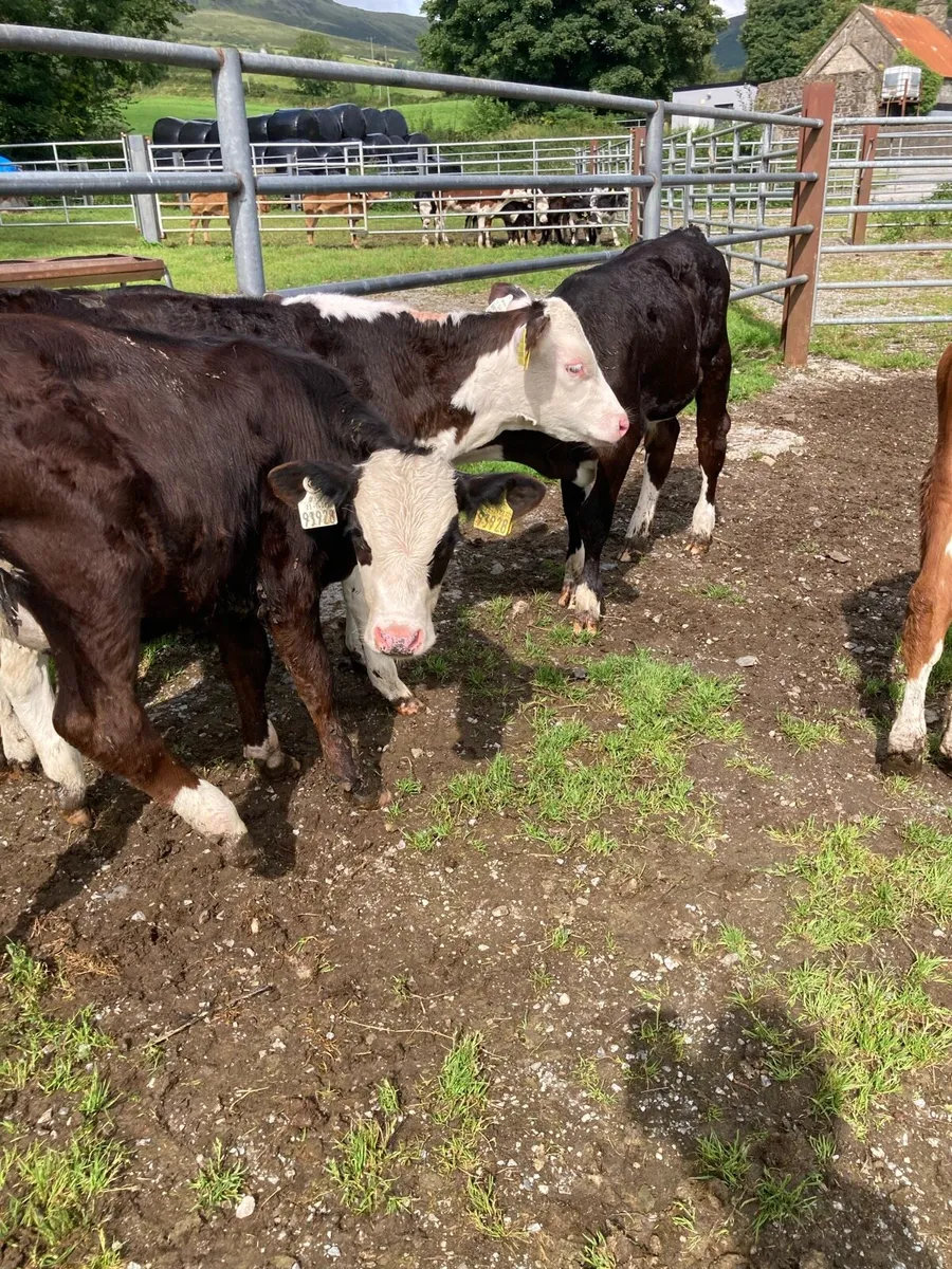 SUPER QUALITY HEX BULL WEANLINGS - Image 1