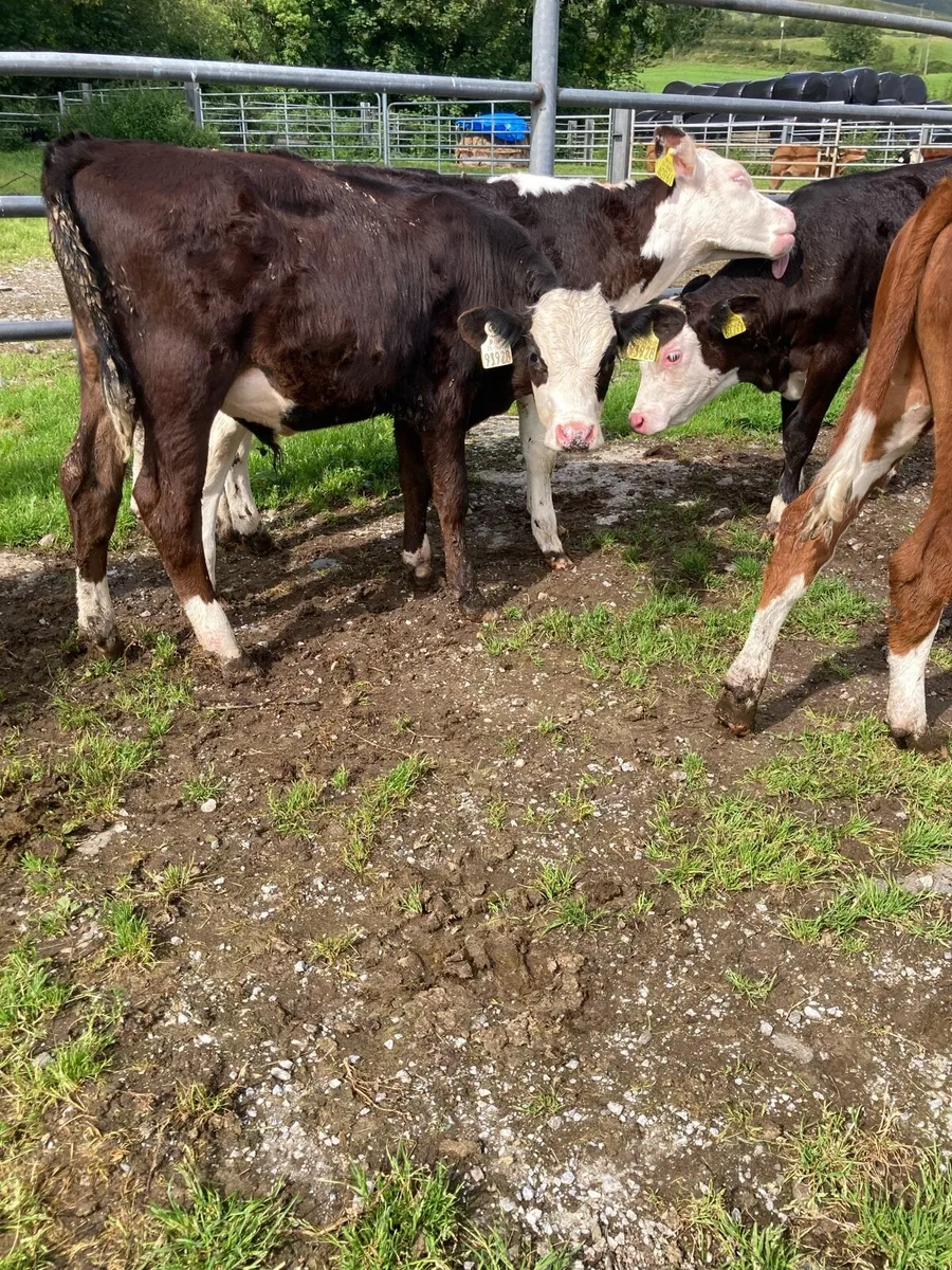 SUPER QUALITY HEX BULL WEANLINGS - Image 3