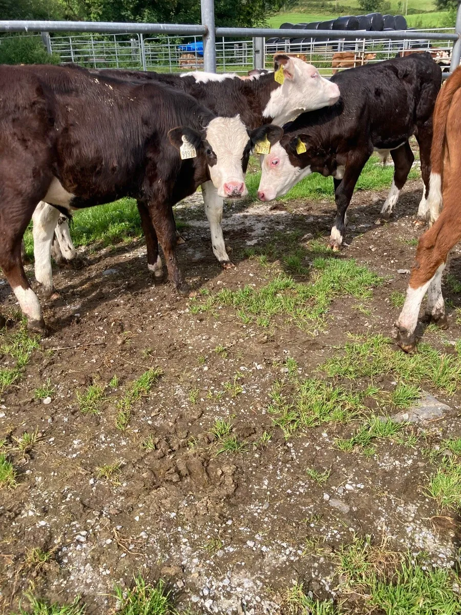 SUPER QUALITY HEX BULL WEANLINGS - Image 4