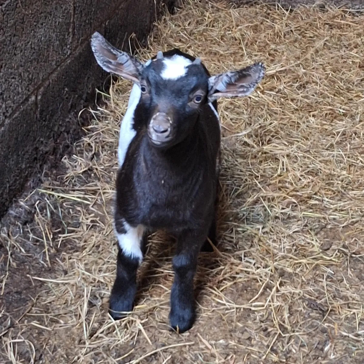 Adorable female Pygmy x - Image 1