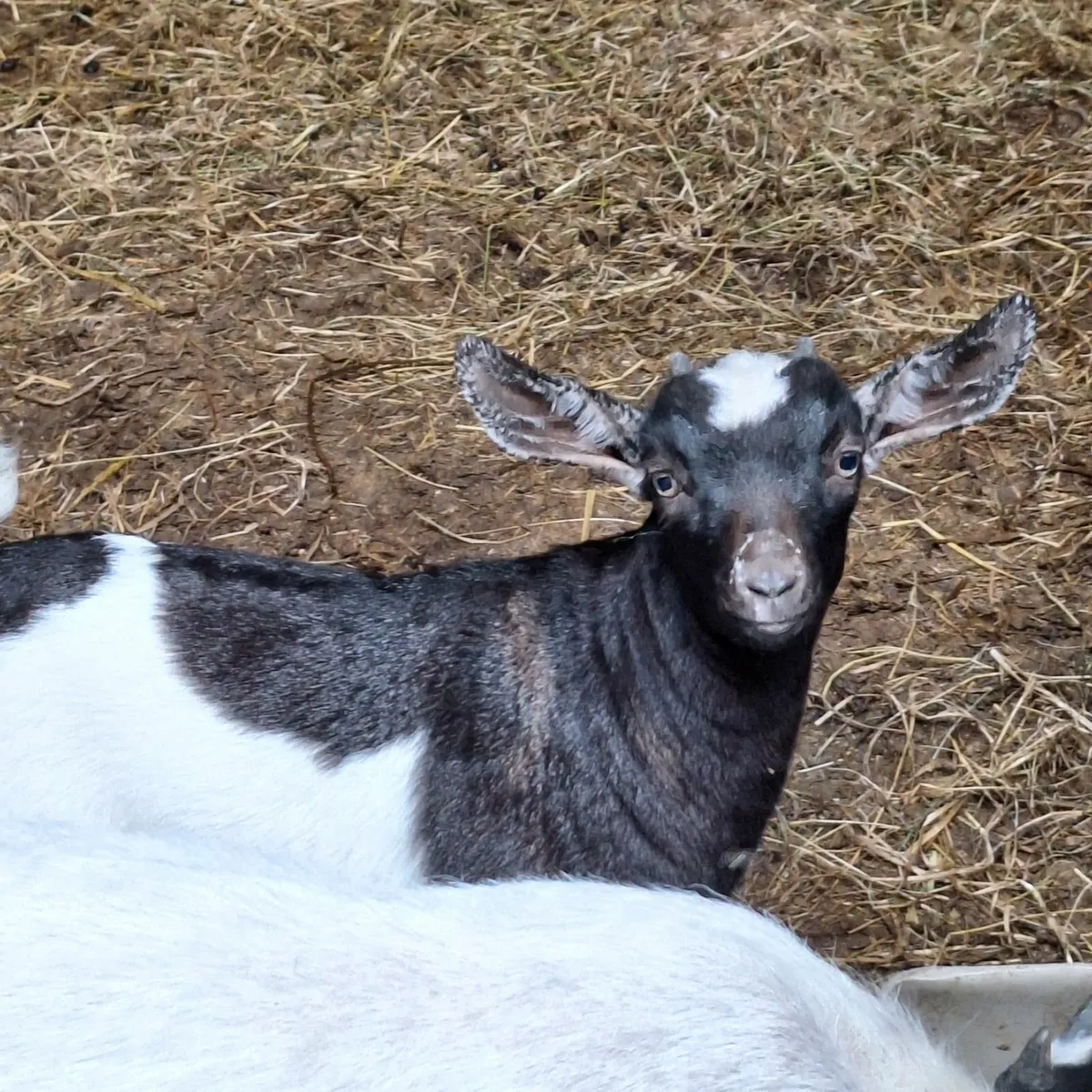 Adorable female Pygmy x - Image 2