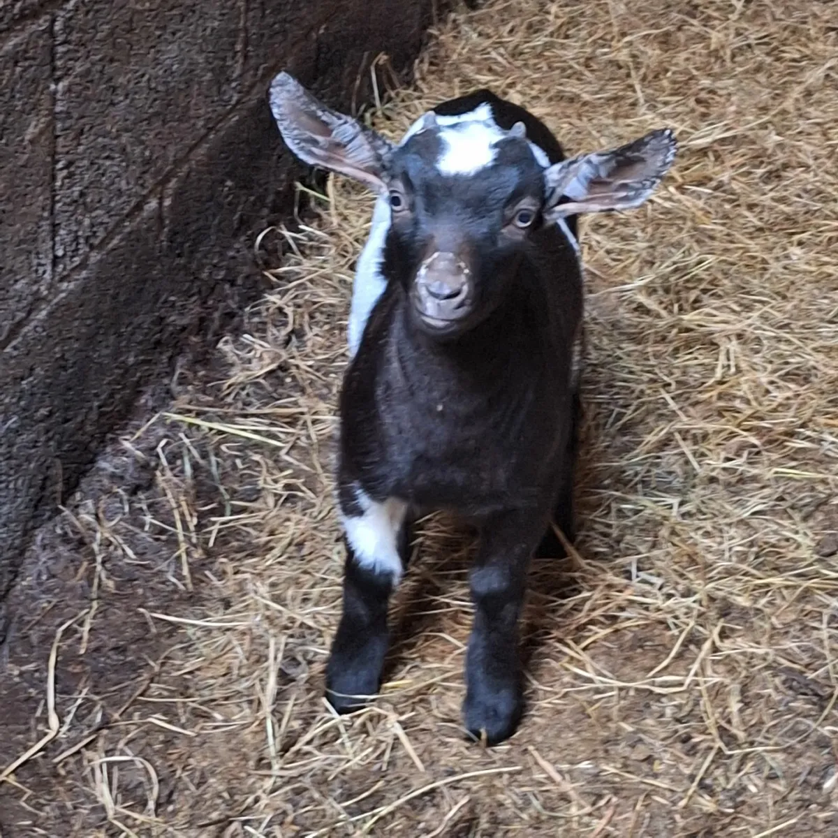 Adorable female Pygmy x - Image 3