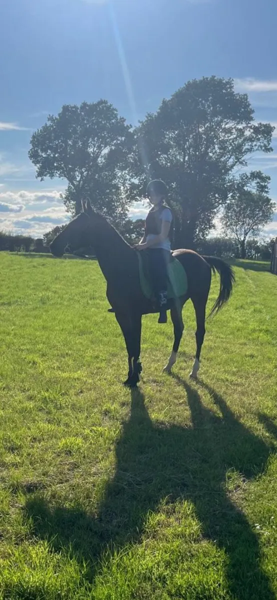 14.3 ,15 hh pony rides and drives - Image 1