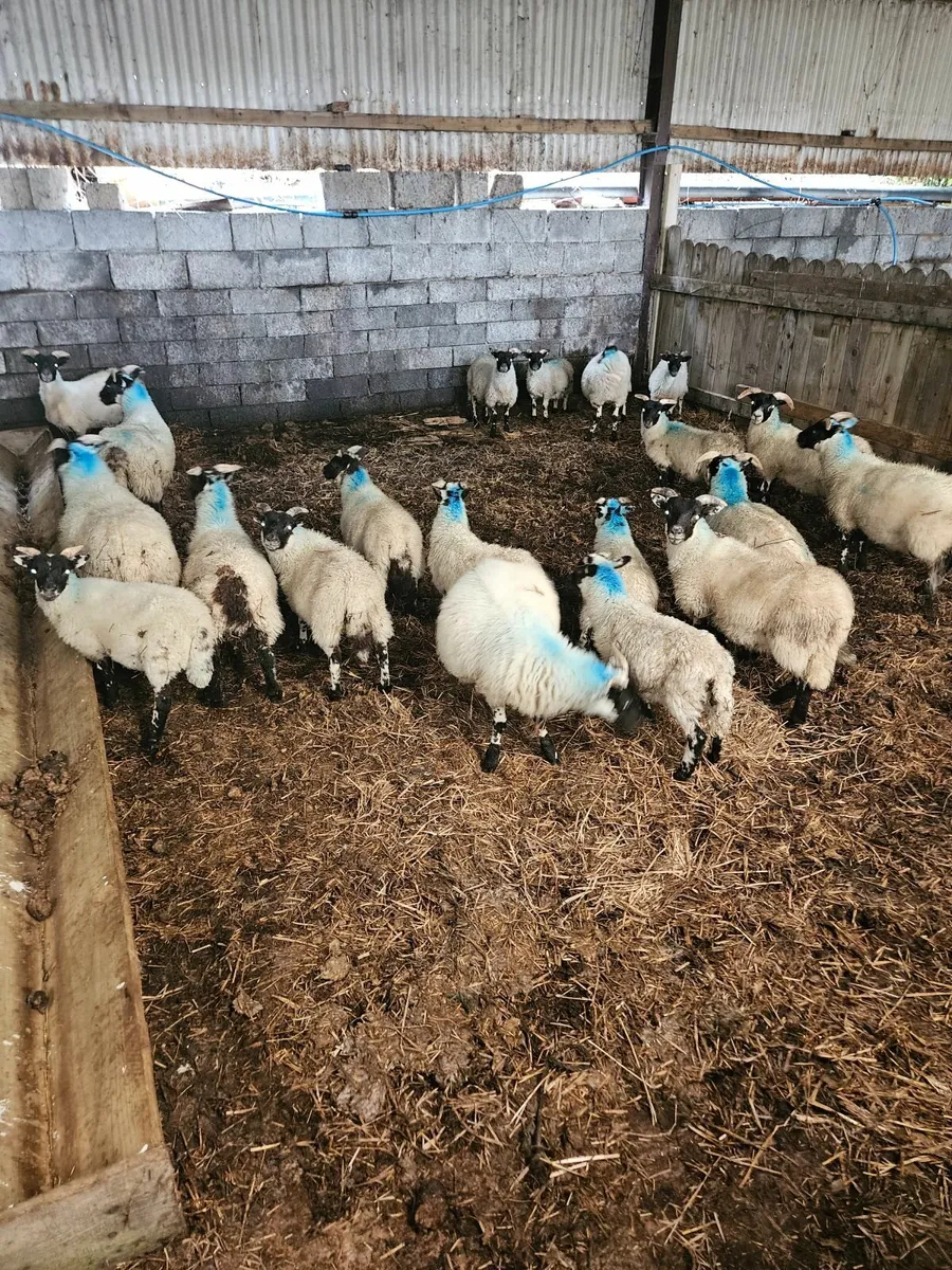 Lanark ewe lambs - Image 1