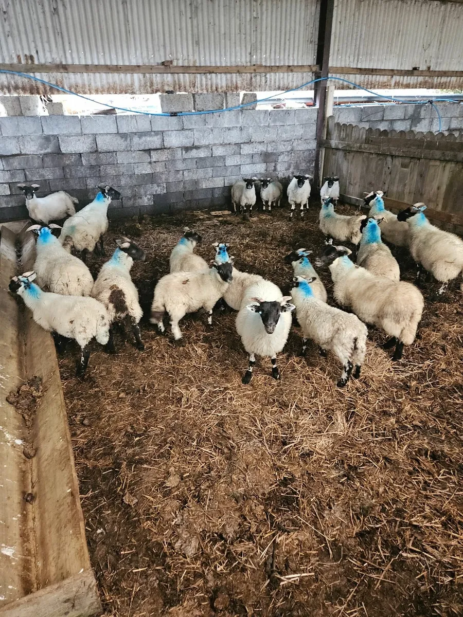 Lanark ewe lambs - Image 2