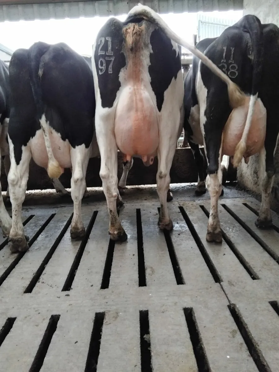 Dairy cows