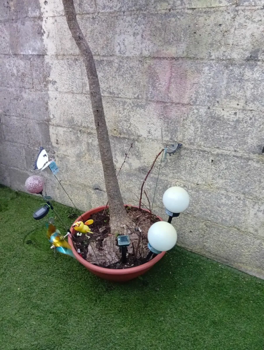 Huge 9.8ft Yucca Palm tree in pot - Image 4