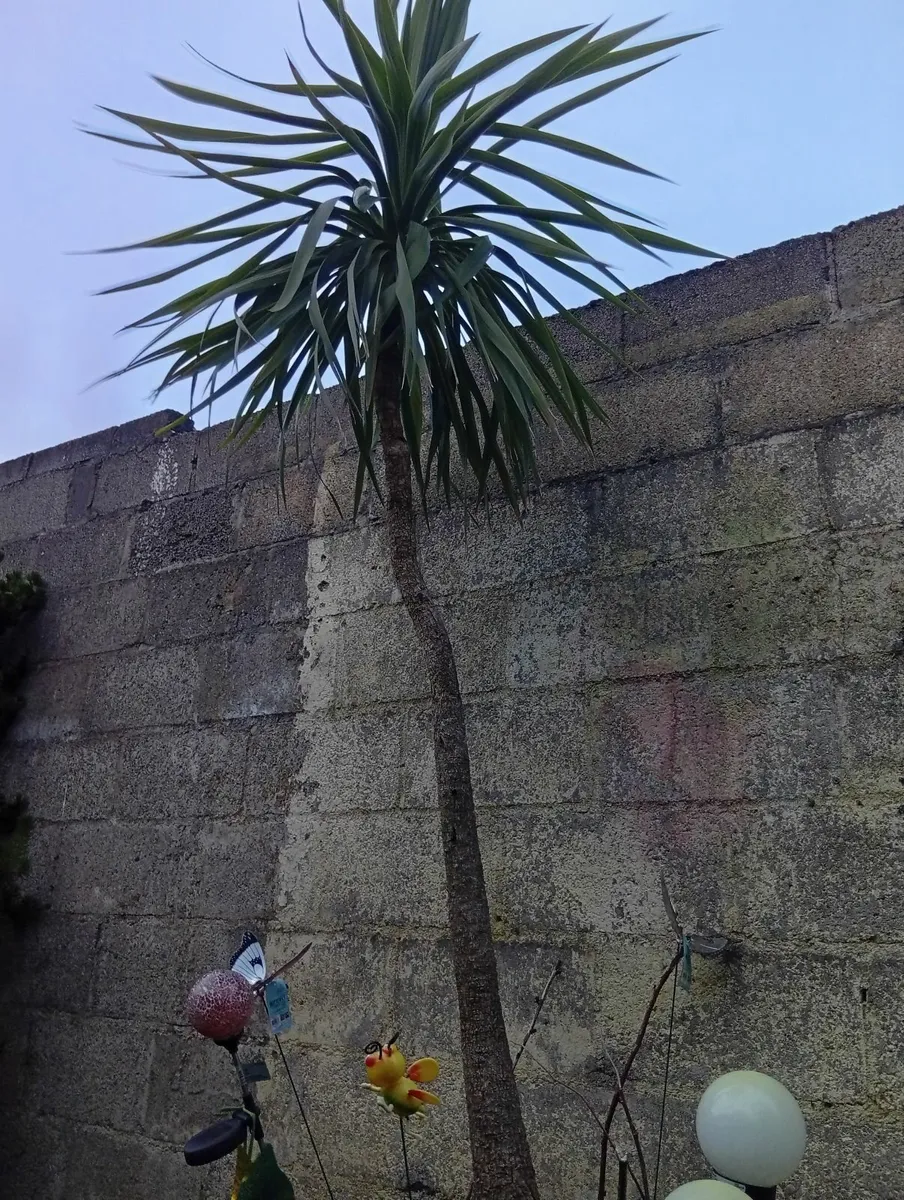 Huge 9.8ft Yucca Palm tree in pot - Image 1
