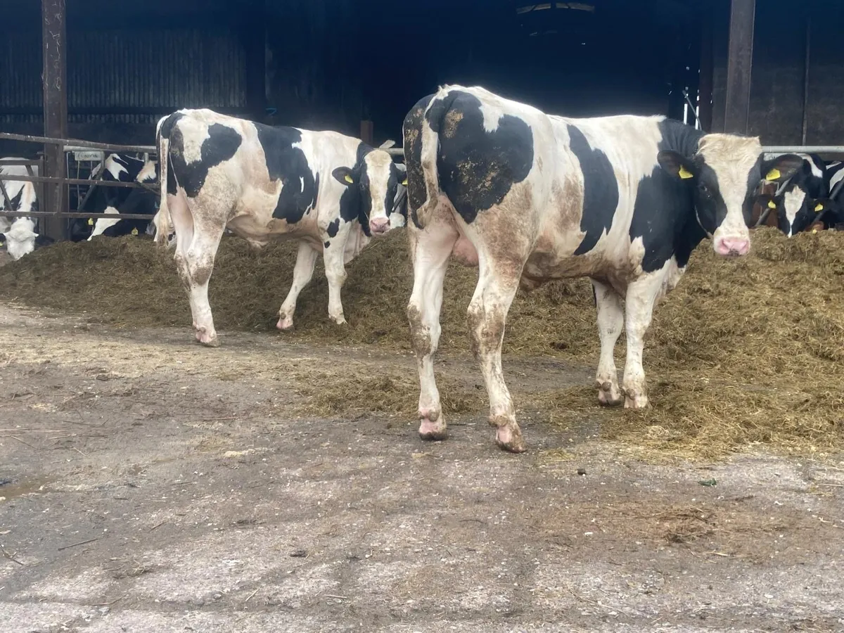 2 PBNR Holstein Bulls - Image 1