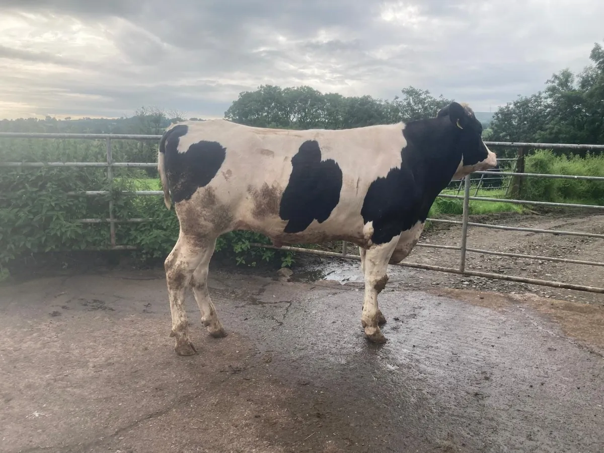 2 PBNR Holstein Bulls - Image 2