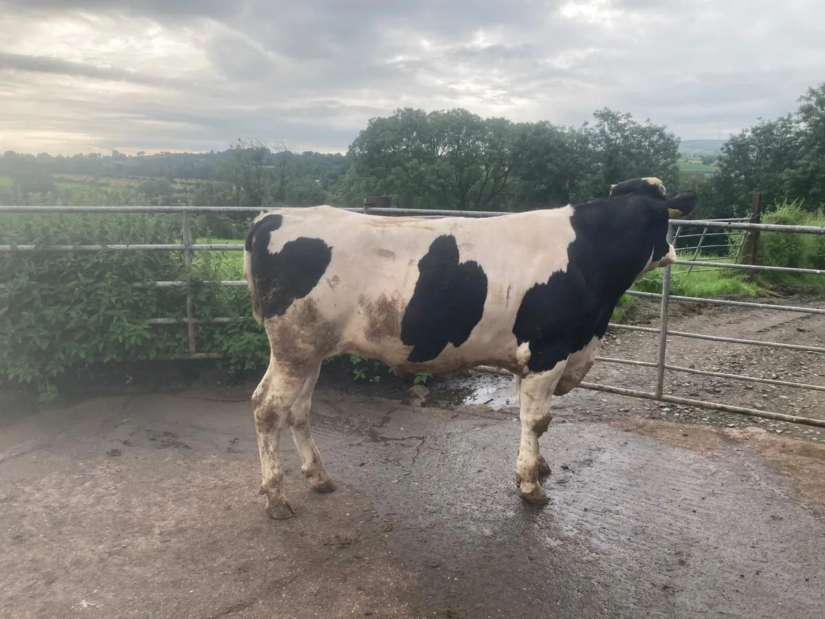 2 PBNR Holstein Bulls - Image 3