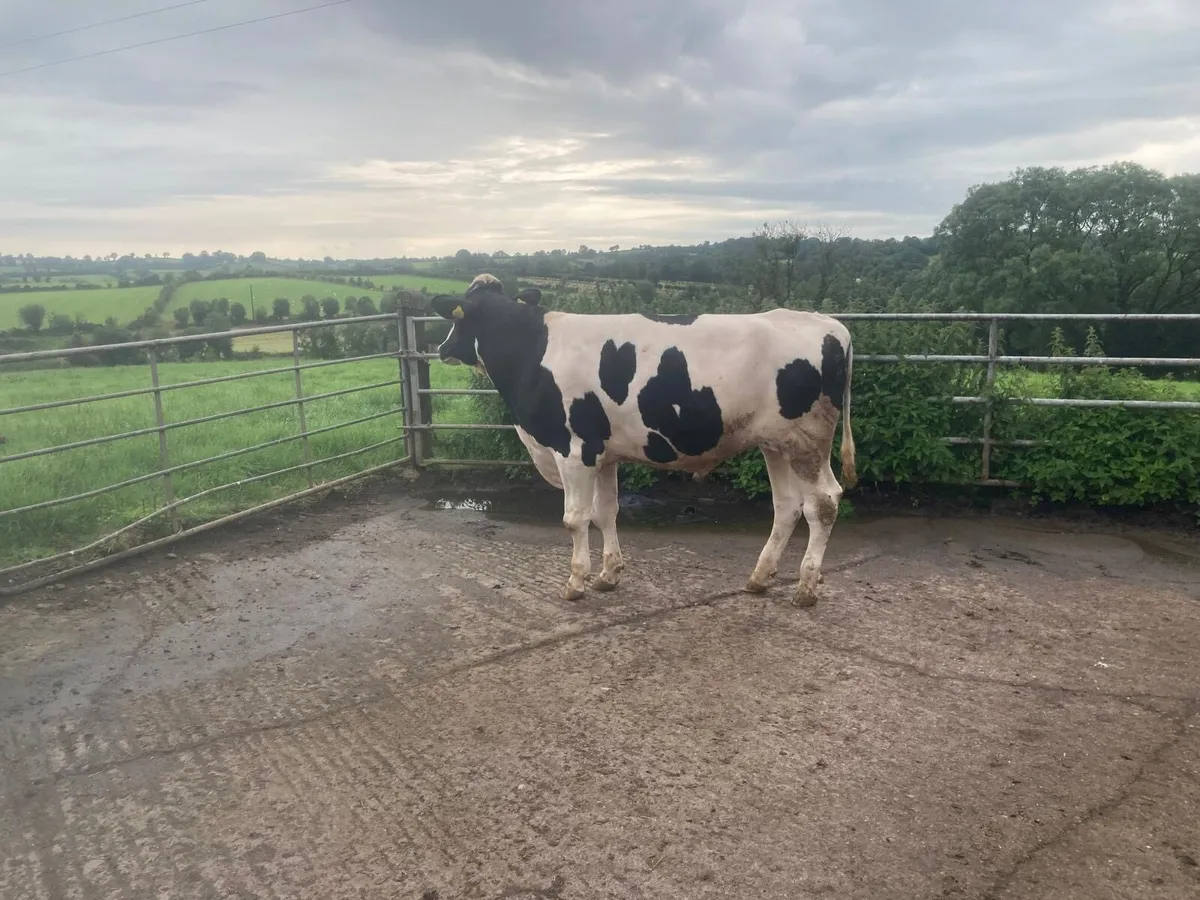 2 PBNR Holstein Bulls - Image 4