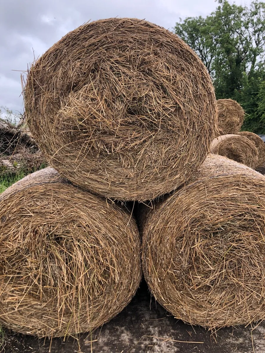 Rushes for bedding - Image 1