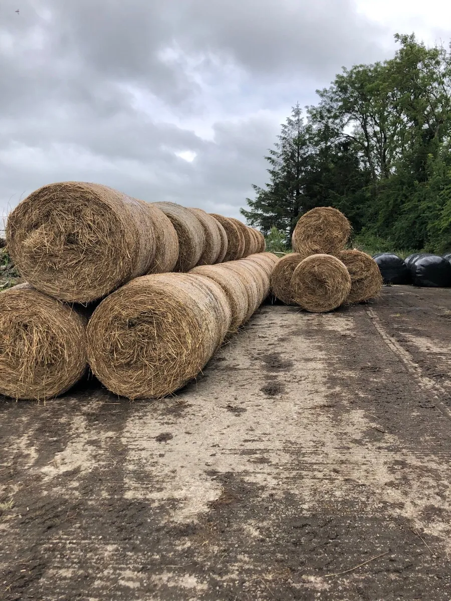 Rushes for bedding - Image 2