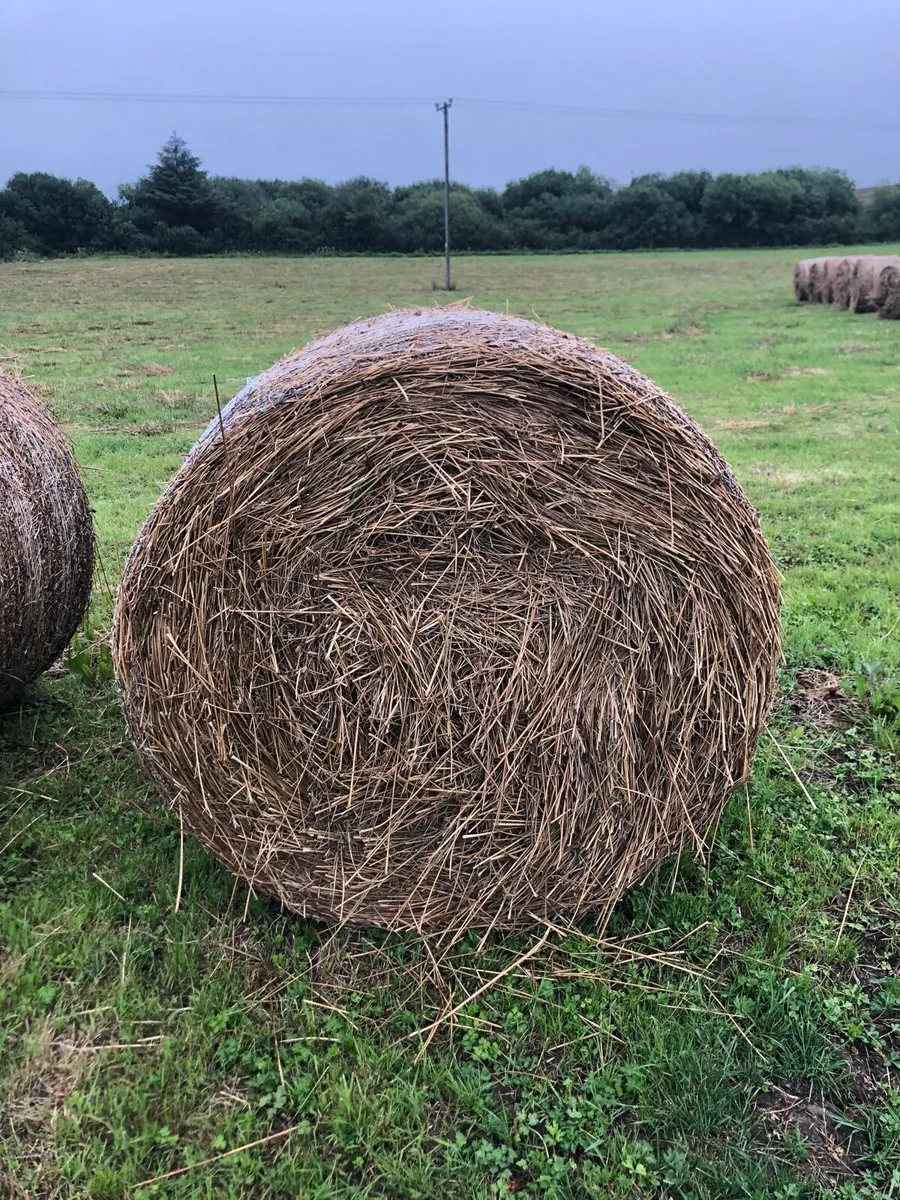 Rushes for bedding - Image 3