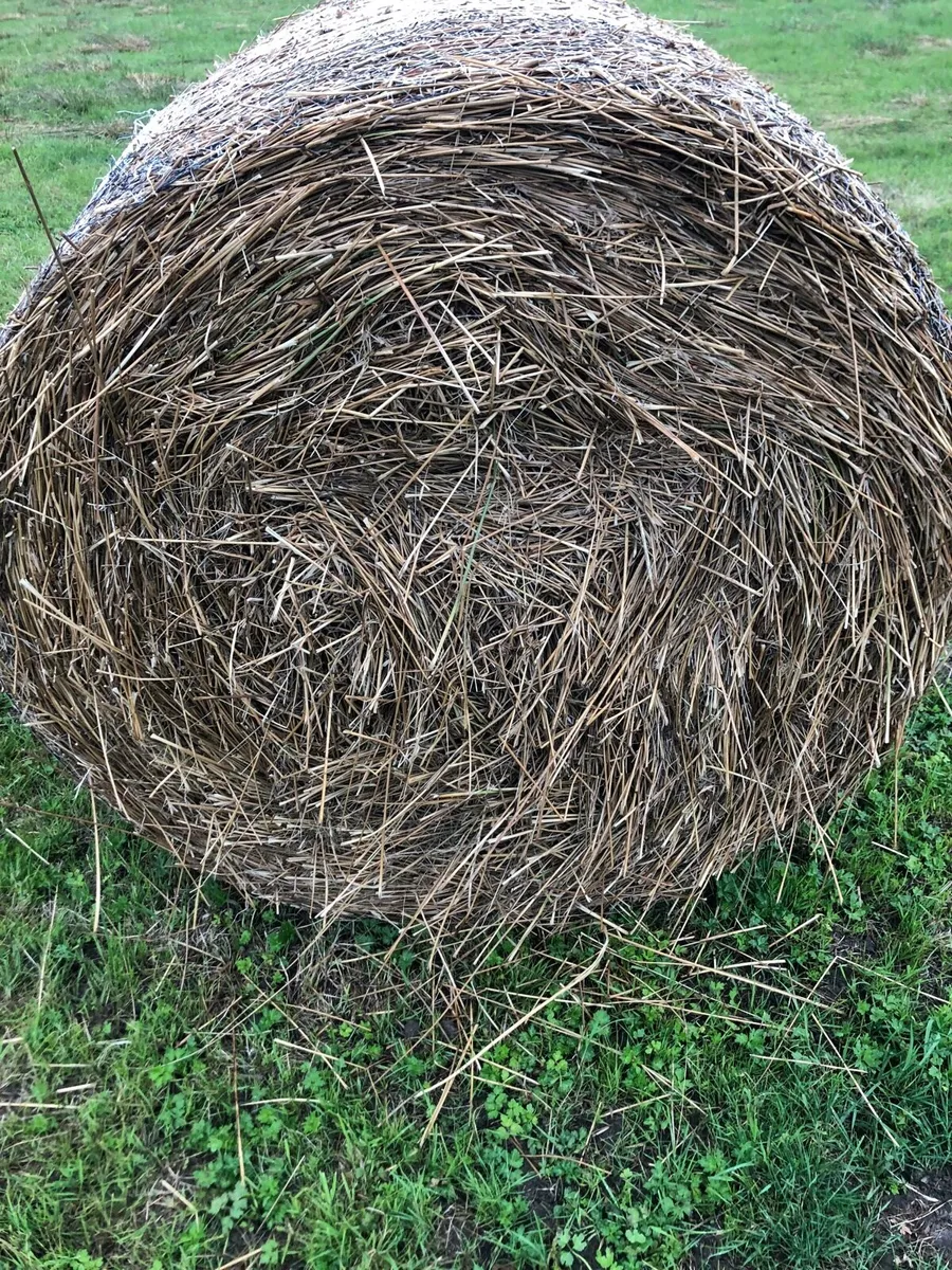 Rushes for bedding - Image 4