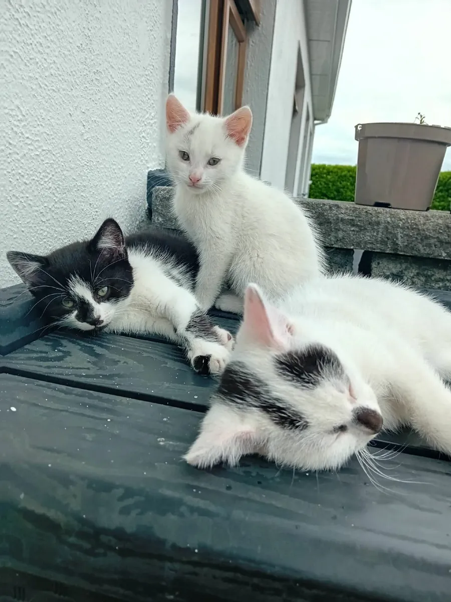 Kitten - Image 1