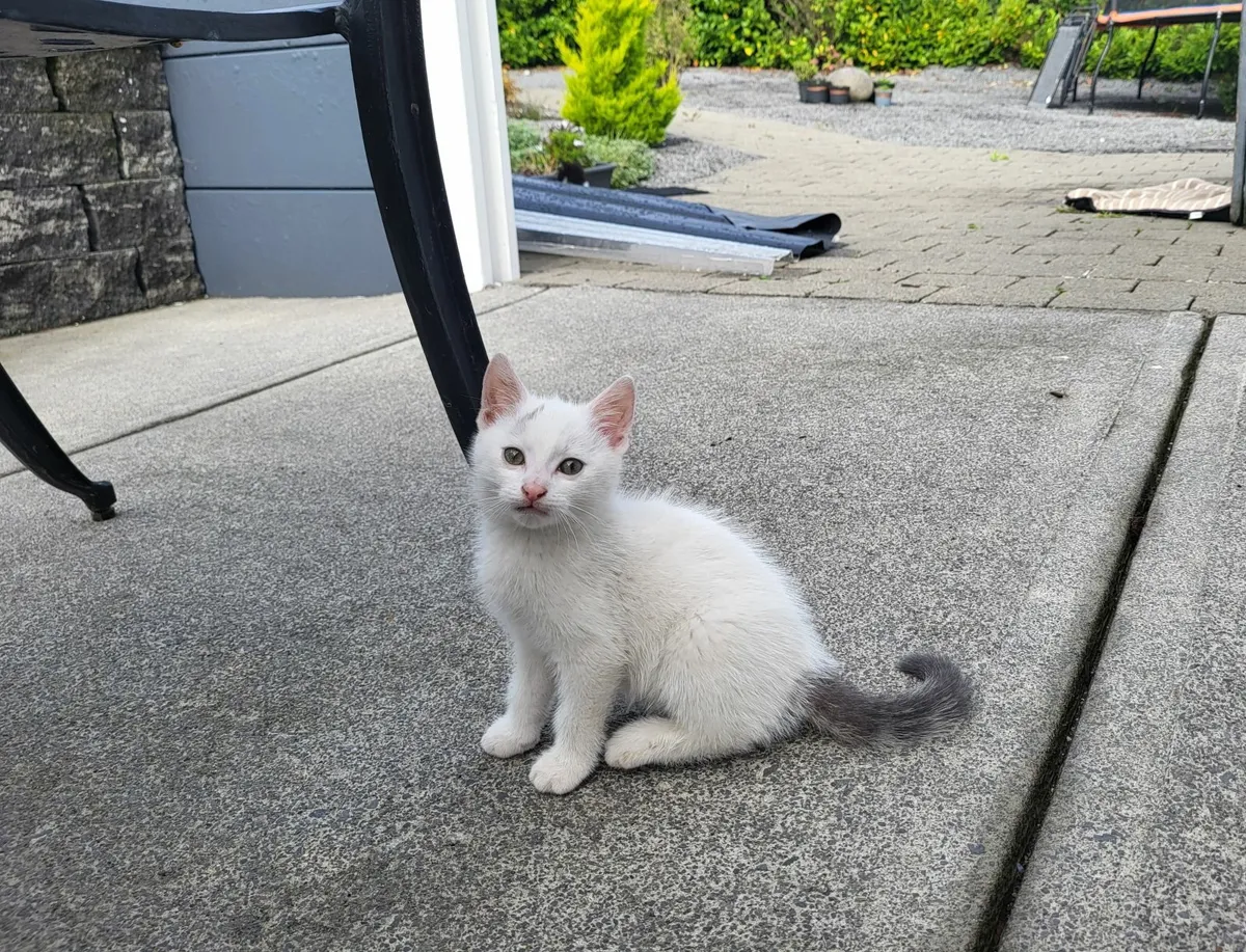 Kitten - Image 2